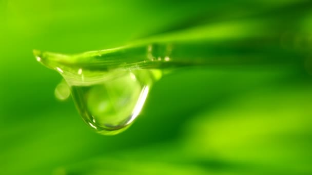 Waterdrop πέφτ closeup φύλλα χλόης — Αρχείο Βίντεο