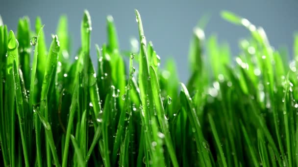 Herbe verte avec des gouttes de pluie dessus — Video