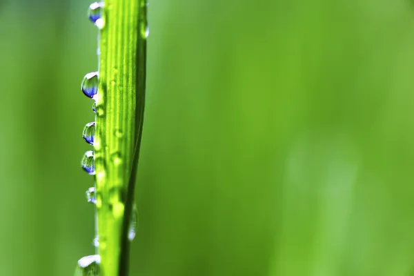 Grande goccia d'acqua — Foto Stock