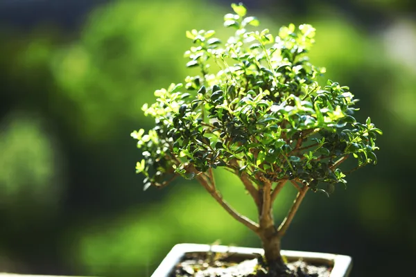 Dei bonsai — Foto Stock