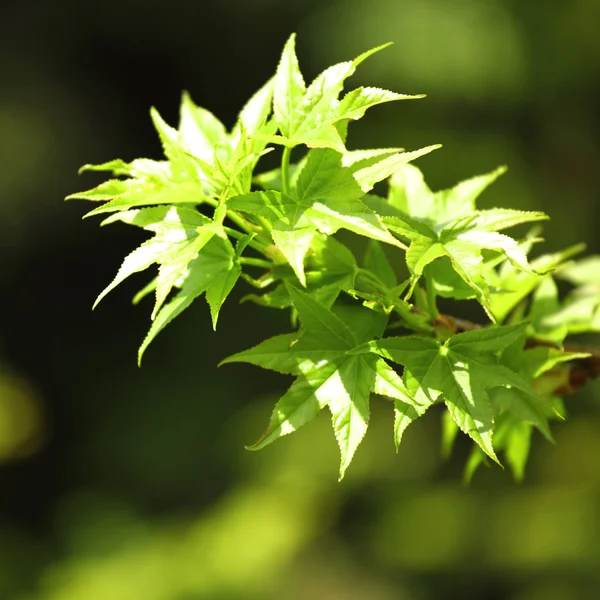 Rama verde — Stockfoto