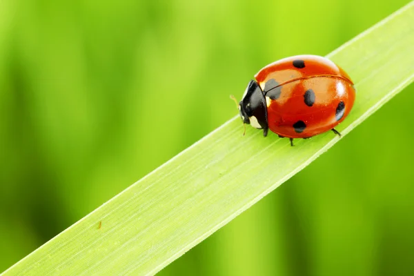 Lieveheersbeestje op gras — Stockfoto