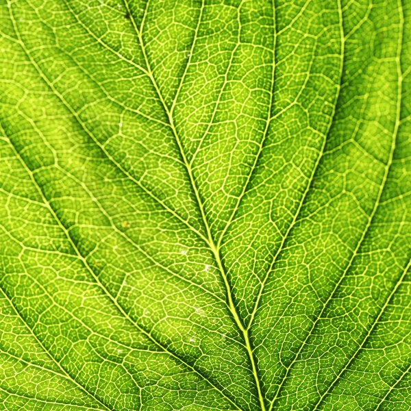 Grönt blad — Stockfoto