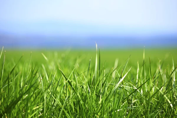 Green grass — Stock Photo, Image