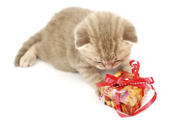 Απομονωμένες γάτα και δώρο — Φωτογραφία Αρχείου