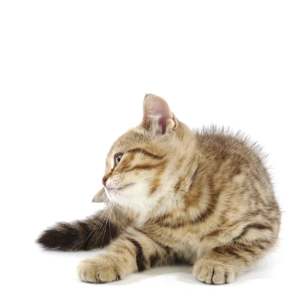 Isolated cat — Stock Photo, Image