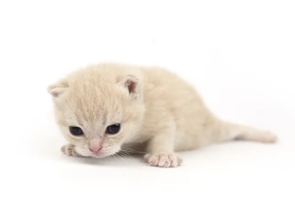 Gato isolado — Fotografia de Stock