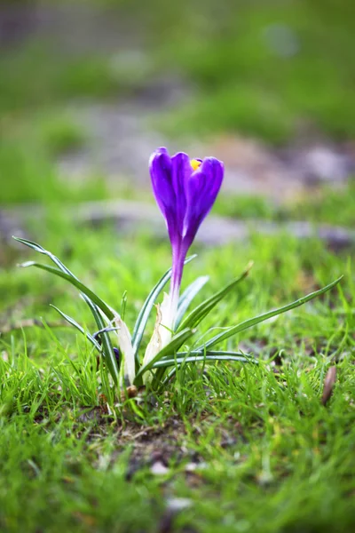 Vårblomma — Stockfoto