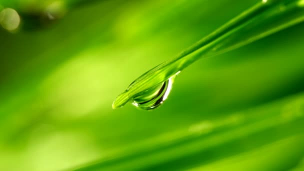 Waterdrop vallen van gras blad close-up — Stockvideo