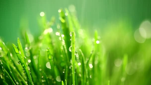 Πράσινο γρασίδι κάτω από τη βροχή — Αρχείο Βίντεο
