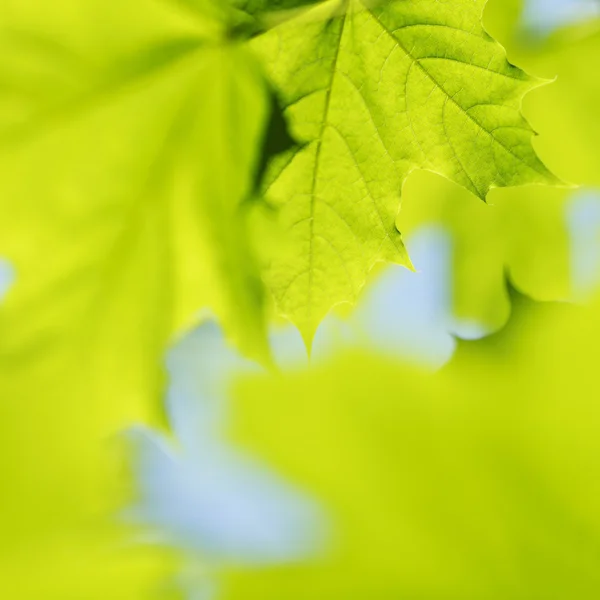 Belle foglie — Foto Stock