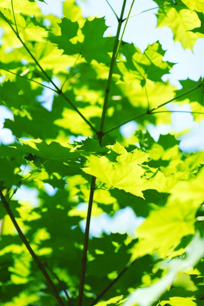 美しい葉 — ストック写真
