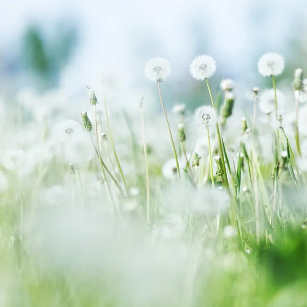 Beyaz dandelions — Stok fotoğraf