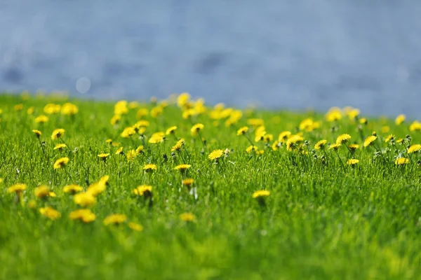 Leões-de-dente-amarelo — Fotografia de Stock