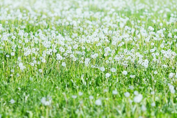 Witte paardebloemen — Stockfoto