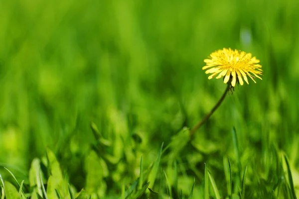 Paardebloem — Stockfoto