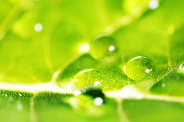 Gotas de água na macro folha — Fotografia de Stock