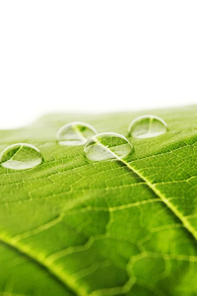 Капли воды на листовой макрос — стоковое фото