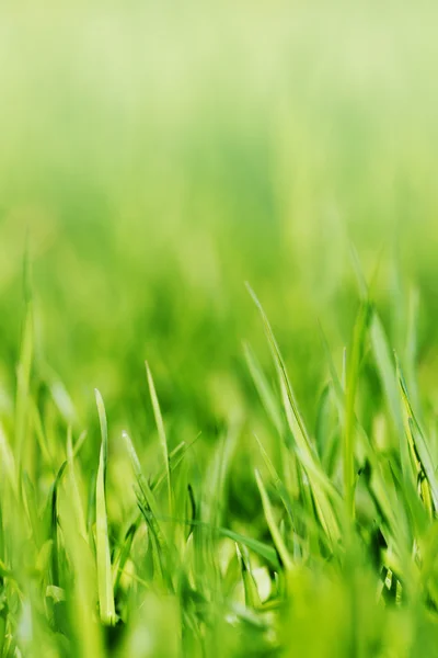 Groen gras — Stockfoto