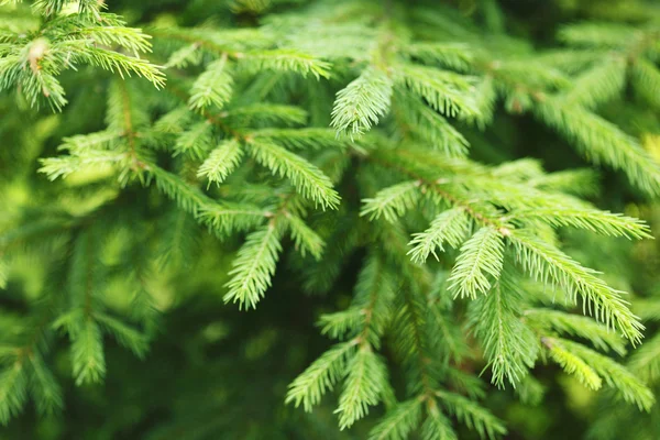 Dennenboom — Stockfoto