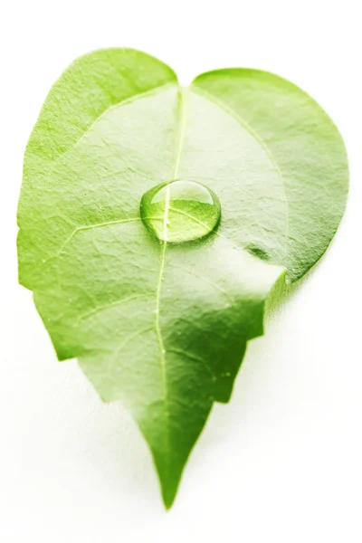 Gota de agua en macro hoja — Foto de Stock