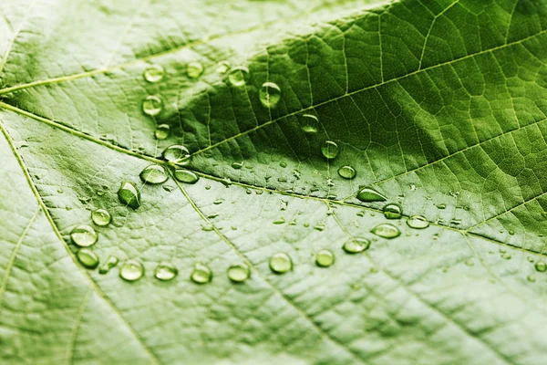 Grönt löv med droppar vatten — Stockfoto