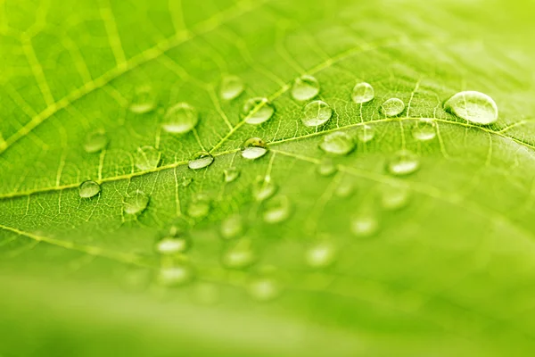 Goccia d'acqua su foglia verde — Foto Stock