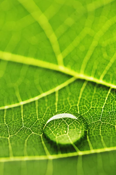 Goccia d'acqua sulla foglia — Foto Stock