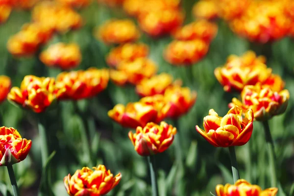 Rote orange gelbe Tulpen — Stockfoto