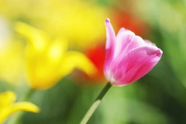 Tulipanes coloridos —  Fotos de Stock