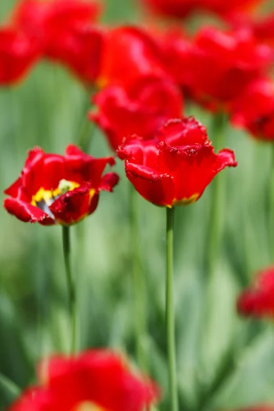 Red tulips — Stock Photo, Image