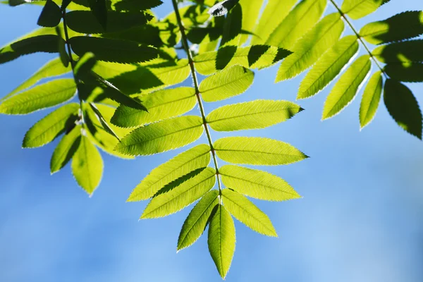 Gröna blad bakgrund — Stockfoto