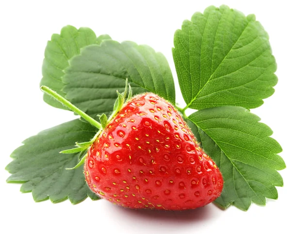 草莓的叶 — 图库照片