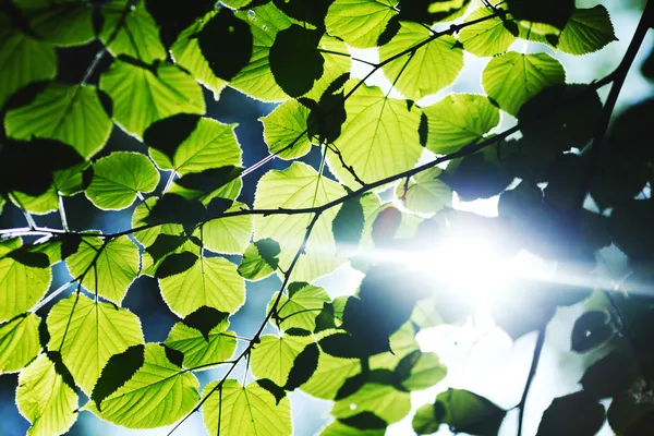 Beautiful leaves — Stock Photo, Image