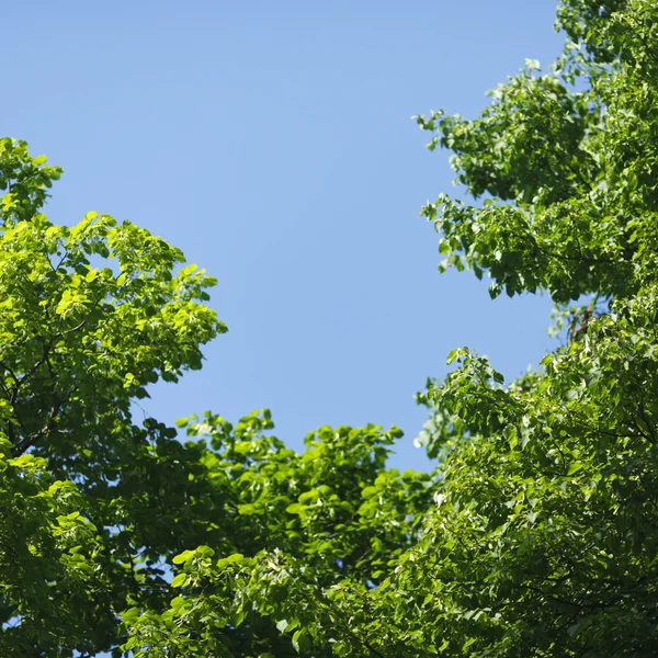 Linden tree — Stock Photo, Image