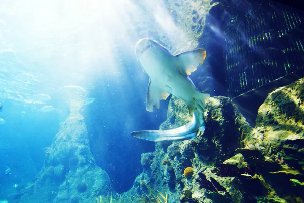 Tiburón bajo el agua — Foto de Stock