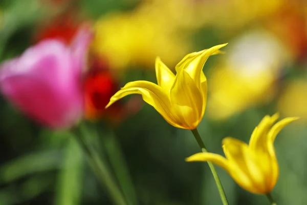 Colorful tulips — Stock Photo, Image