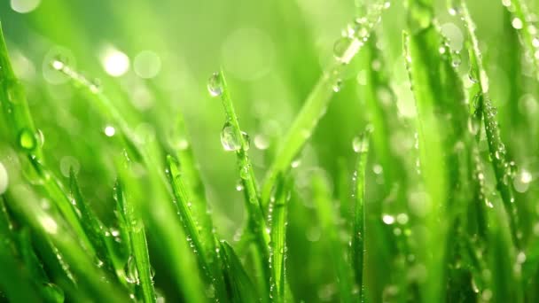 Zöld fű alatt az eső — Stock videók