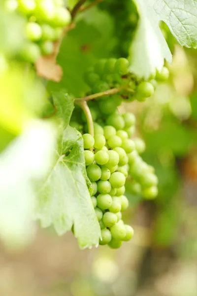 Гроздь винограда на виноградной лозе — стоковое фото