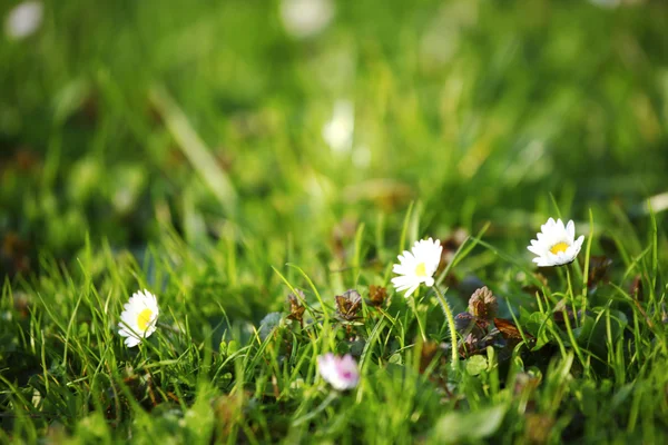 Camomiles — Stok fotoğraf