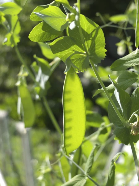 Green peas — Stock Photo, Image