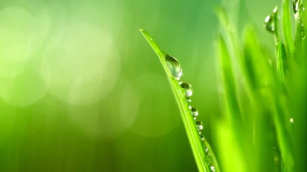 Hierba verde bajo la lluvia — Vídeo de stock
