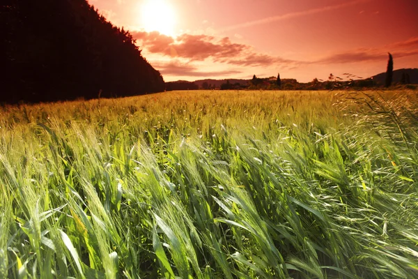 Campo de verano de trigo — Foto de Stock