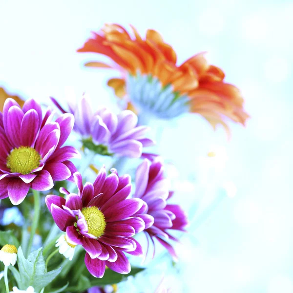 Farbenfrohe Sommerblumen — Stockfoto
