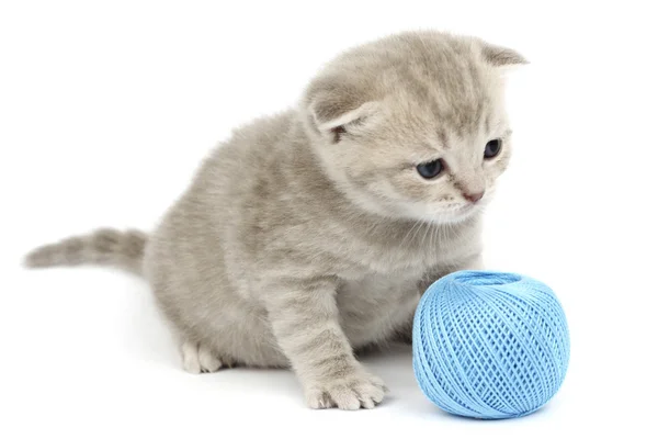 Balle de laine bleue et chat — Photo