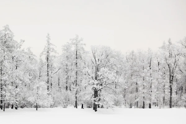 Winter trees — Stock Photo, Image