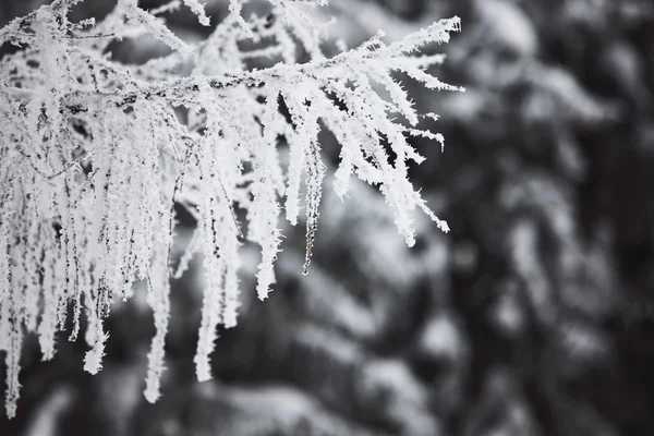 Winter bomen — Stockfoto