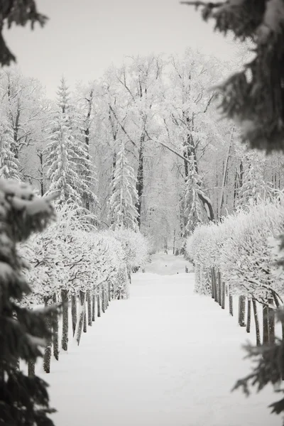 Winter trees — Stock Photo, Image