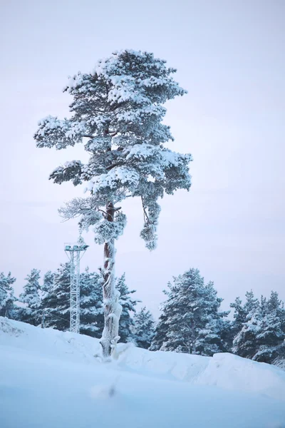 소나무 숲 — 스톡 사진