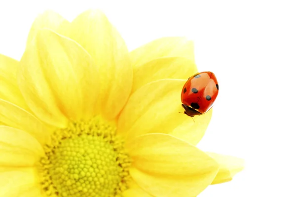 Joaninha na flor amarela — Fotografia de Stock